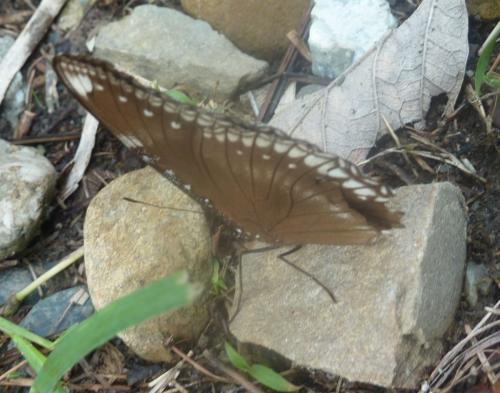 Hypolimnas bolina